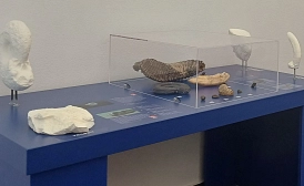 In der Ausstellung sind unter anderem Fossilien zu sehen.