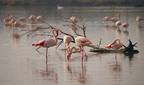 Flamingos © pixabay