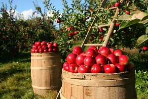 Besichtigung Apfelplantage