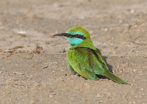 Smaragdspint ein Brutvogel Arabiens